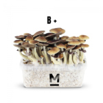 B+ Magic Mushroom Grow Kit