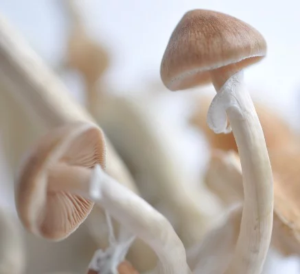 Magic Mushroom Grow Kit Golden Teacher by Mondo®