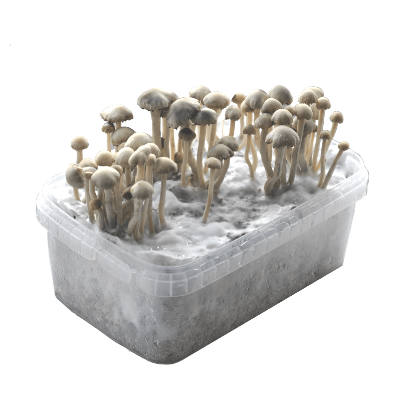 Buy Magic Mushroom Growing Kit