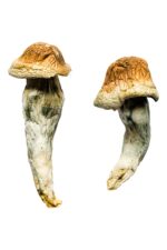 Buy Penis Envy XL Magic Mushrooms Online