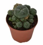 Peyote Lophophora williamsii cactus