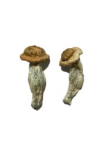 Buy Shepherds Cut Penis Envy Mushrooms Online