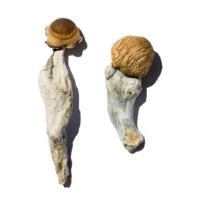 Buy Trans Envy Magic Mushrooms Online