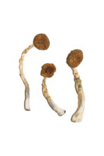 Buy Treasure Coast Magic Mushrooms Online