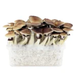Golden Teacher Magic Mushroom Grow Kit