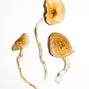 Golden Teachers Mushrooms