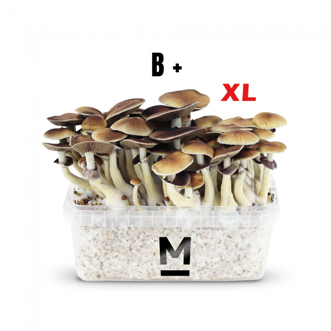 Magic Mushroom Grow Kit B+ XL by Mondo®