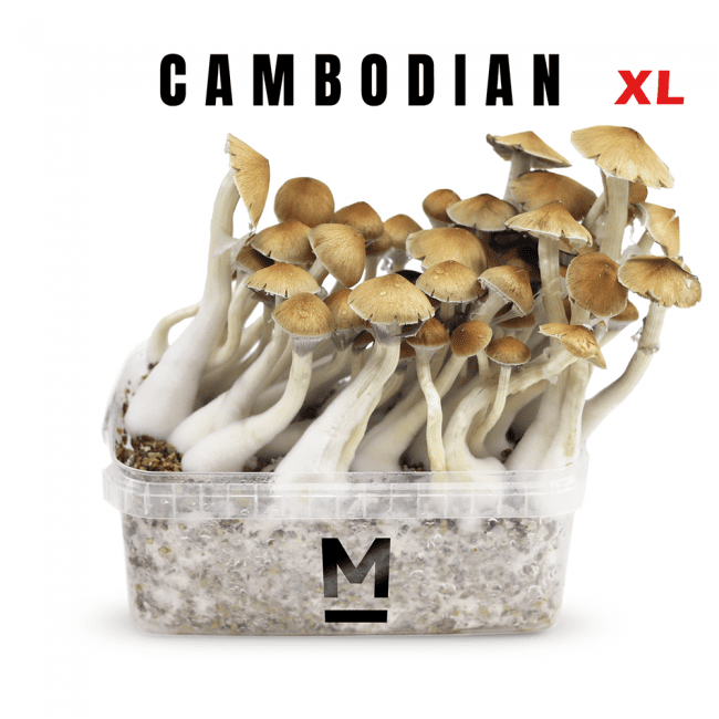 Magic Mushroom Grow Kit Cambodia by Mondo®
