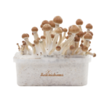 Magic Mushroom Grow Kit Ecuador Xp By Freshmushrooms®