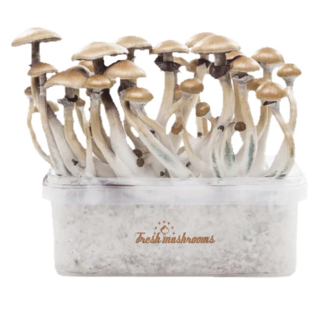 Magic Mushroom Grow Kit Golden Teacher Xp By Freshmushrooms®