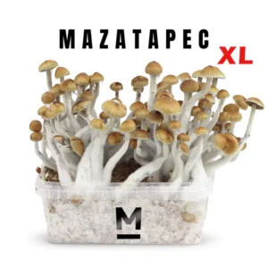 Magic Mushroom Grow Kit Mazatapec XL by Mondo®