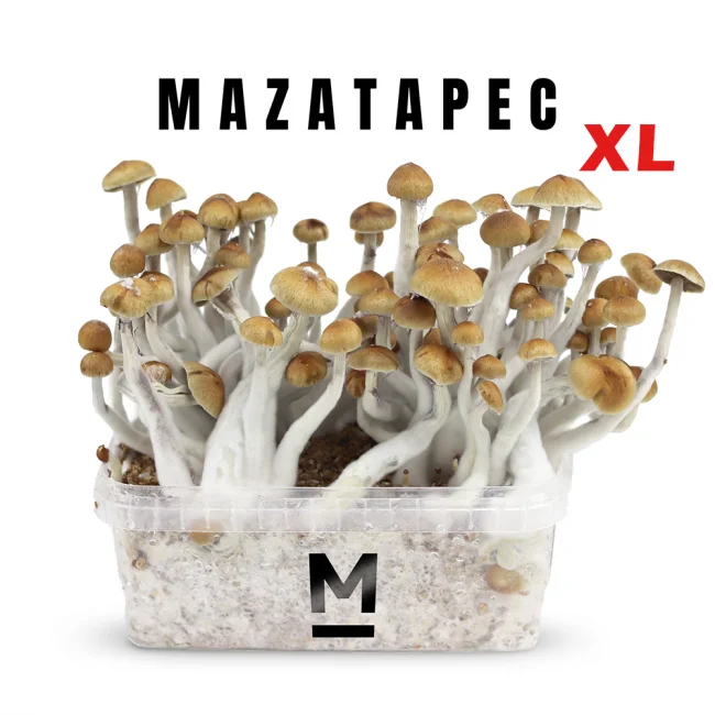 Magic Mushroom Grow Kit Mazatapec by Mondo®