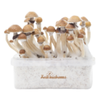 Magic Mushroom Grow Kit Mckennaii Xp By Freshmushrooms®