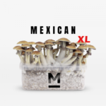 Magic Mushroom Grow Kit Mexican XL by Mondo®