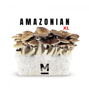 Magic Mushroom Grow Kit PES Amazonian XL by Mondo®