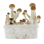 Magic Mushroom Grow Kit Starter Pack