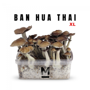 Magic Mushroom Grow Kit Thai XL by Mondo