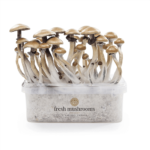 Magic Mushroom Kit USA