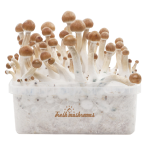 Magic Mushrooms Psilocybin Grow Kit