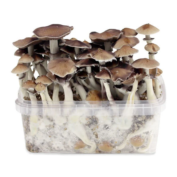 Magic mushroom grow kits USA