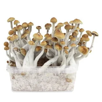 Mazatapec Magic Mushroom Grow Kit