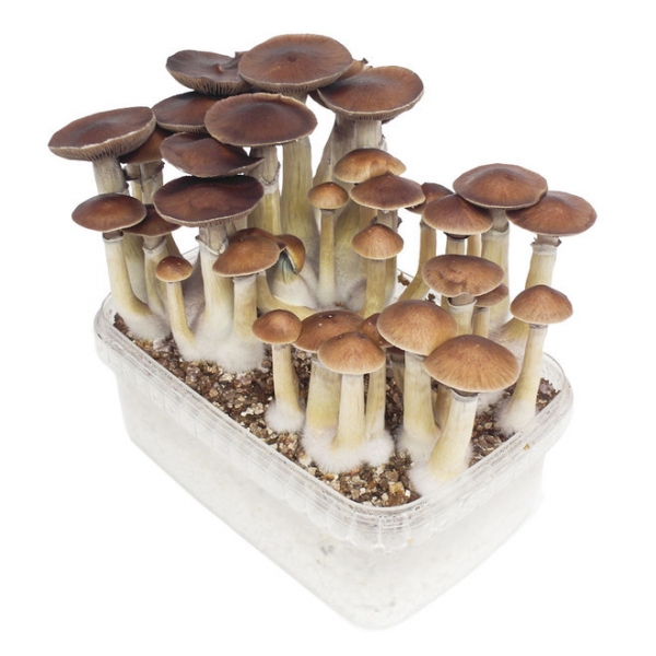 Mexican Magic Mushroom Grow Kit