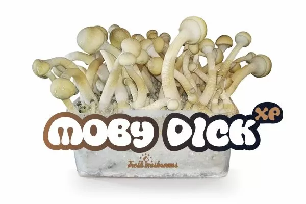 Moby Dick Magic Mushroom Grow Kit