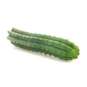 Peruvian Torch Cactus For Sale