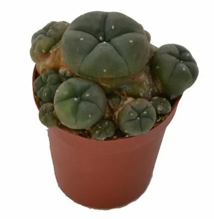 Peyote Lophophora williamsii cactus
