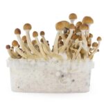 Psilocybe Mushroom Growing Kits USA