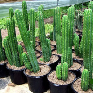 San Pedro T. pachanoi cactus