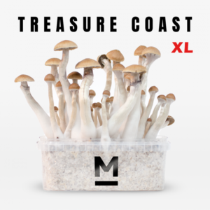Treasure Coast Magic Mushroom Grow Kit By Mondo®
