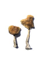 Wollongong Mushrooms