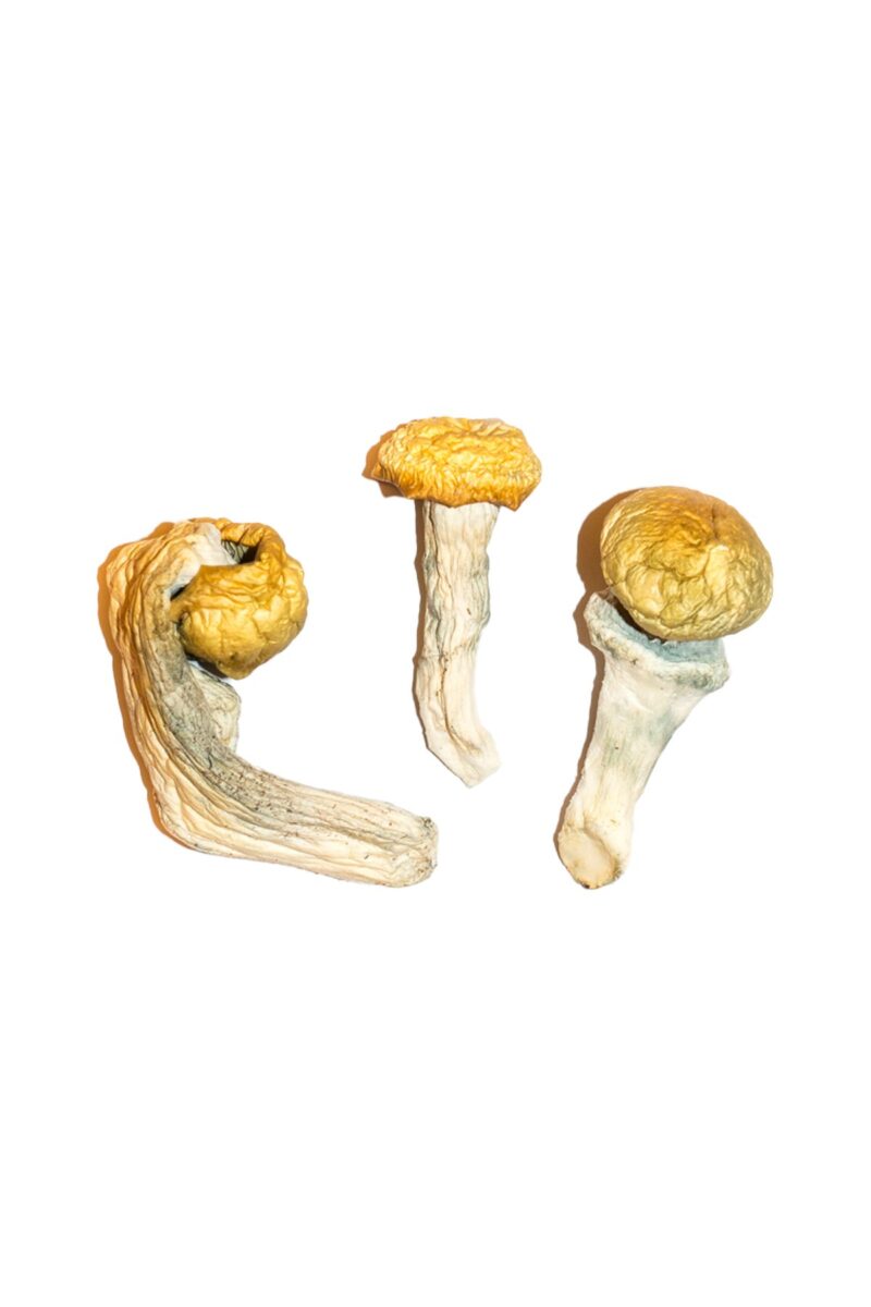 penis envy mushrooms for sale