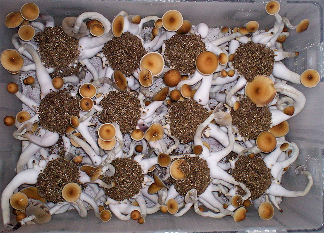 Ultimate Mushroom Growing & Incubator kit