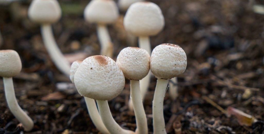 Top 11 Psychedelic SEO Services for 2026