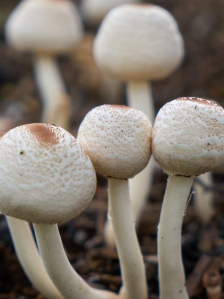 Top 11 Psychedelic SEO Services for 2026